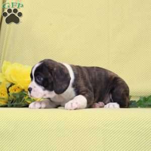 Bonnie, Boston Terrier Mix Puppy